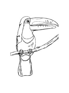 Toucan coloring page