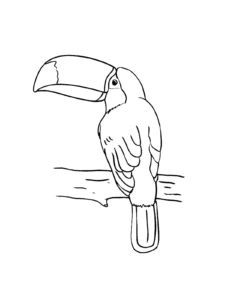 Toucan coloring page