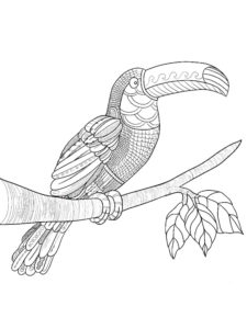 Toucan coloring page