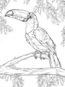 Toucan coloring page