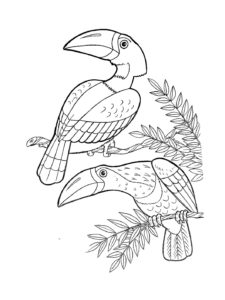 Toucan coloring page