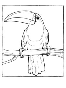 Toucan coloring page