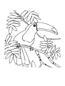 Toucan coloring page