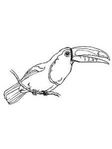 Toucan coloring page