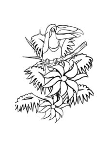 Toucan coloring page