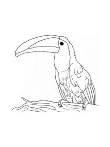 Toucan coloring page