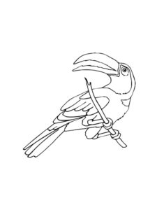 Toucan coloring page