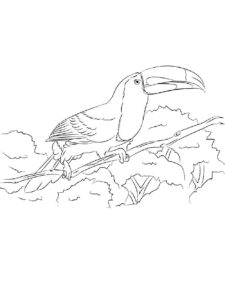 Toucan coloring page