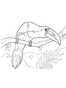 Toucan coloring page