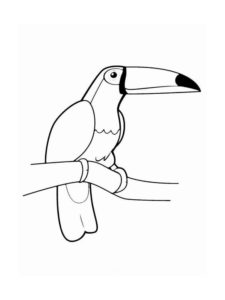 Toucan coloring page