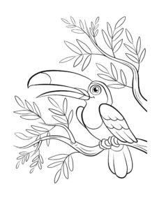 Toucan coloring page