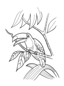 Toucan coloring page