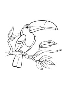 Toucan coloring page