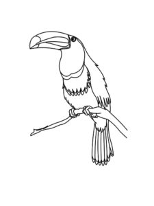 Toucan coloring page