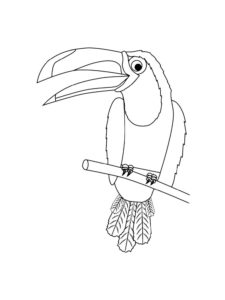 Toucan coloring page