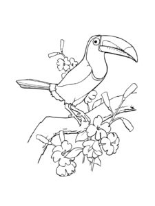 Toucan coloring page