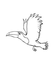 Toucan coloring page