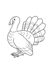 Turkey coloring page