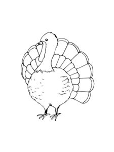 Turkey coloring page