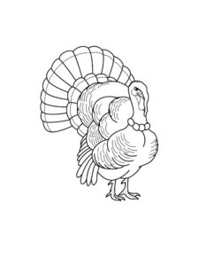 Turkey coloring page