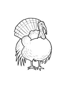 Turkey coloring page