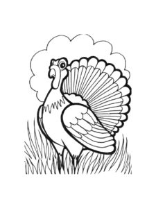 Turkey coloring page