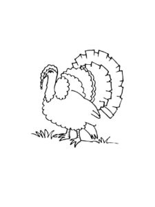 Turkey coloring page