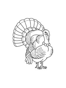 Turkey coloring page