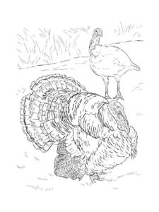 Turkey coloring page