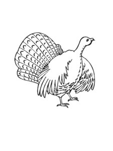 Turkey coloring page