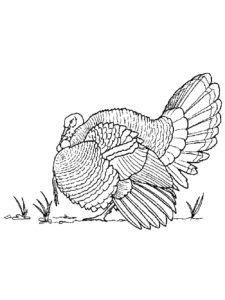 Turkey coloring page