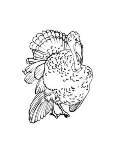 Turkey coloring page