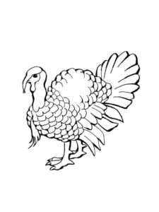 Turkey coloring page