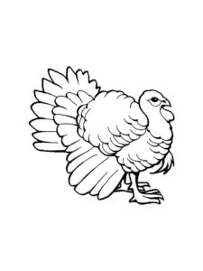 Turkey coloring page