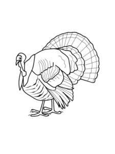 Turkey coloring page