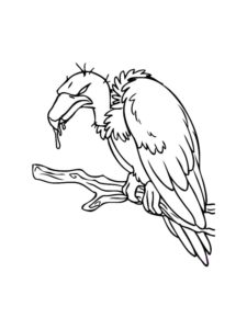 Vulture coloring page