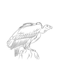 Vulture coloring page