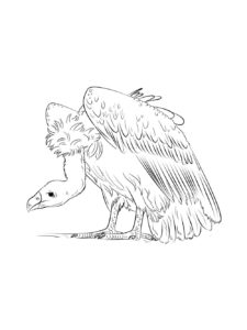 Vulture coloring page