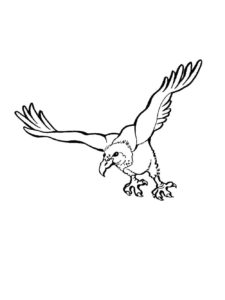 Vulture coloring page