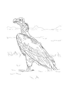 Vulture coloring page