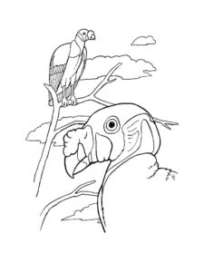 Vulture coloring page