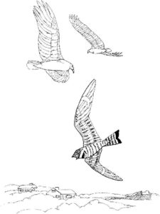 Vulture coloring page