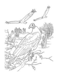 Vulture coloring page