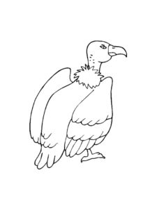 Vulture coloring page