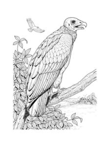 Vulture coloring page