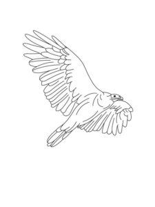 Vulture coloring page