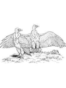 Vulture coloring page