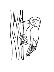 Woodpecker coloring page