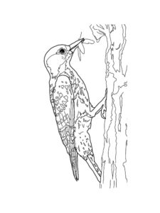 Woodpecker coloring page