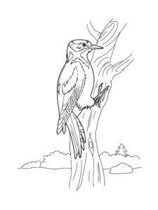 Woodpecker coloring page